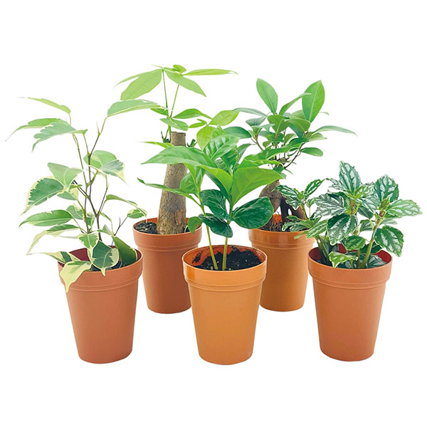 ミニ観葉植物ポットミックス1個