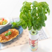 ペットボトル水耕栽培キット