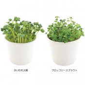 ���ץ饦�ȥ֥å�