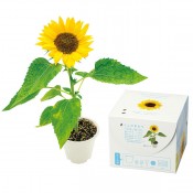 ミニひまわり栽培キット