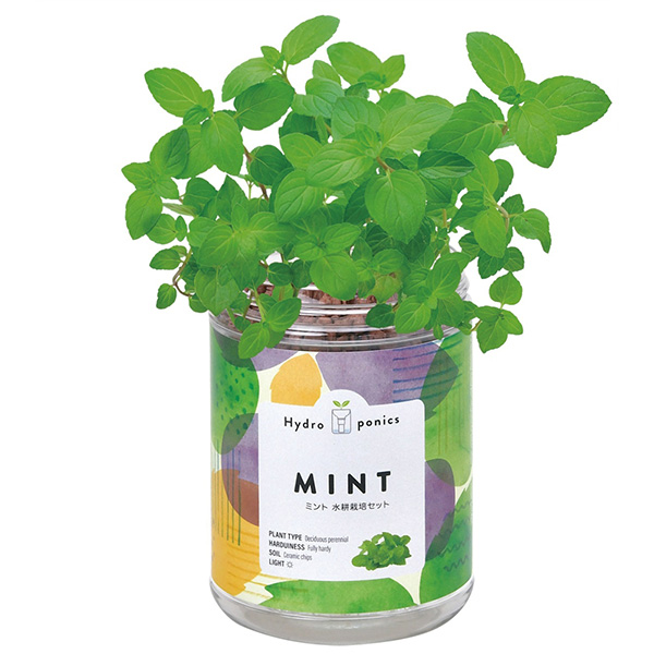 グリーンペット 1個 グリーンペット 1個